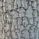 Diospyros lotus Bark