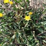 Calendula suffruticosa Fula