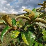 Harungana madagascariensis Hoja