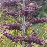 Veratrum nigrum 花