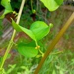 Passiflora ambigua Leaf