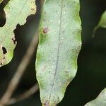 Syzygium cymosum Leaf