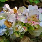 Hydrangea macrophylla Цвят