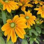 Heliopsis helianthoides 花