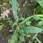 Polygonum persicaria برگ