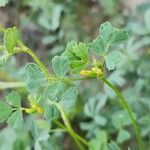 Medicago monantha Leaf