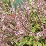 Ocimum kilimandscharicum Flor