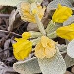 Phlomis olivieri Flower