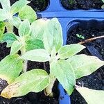 Helianthus annuusBlad