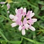 Coronilla variaBlüte