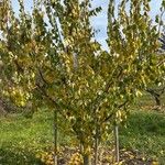 Prunus armeniaca موطن