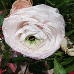 Rosa elliptica Virág