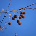 Platanus × hispanica Frukt