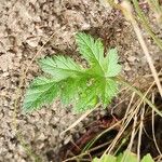 Erodium laciniatum Foglia