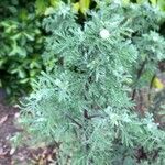 Artemisia pontica Blomst