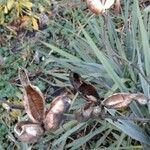 Yucca arkansana Fruit