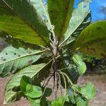 Terminalia argentea Leaf