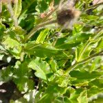 Hieracium amplexicaule Blatt