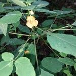 Impatiens capensis Flower