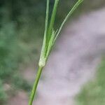 Dianthus armeria Leaf