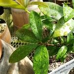 Eugenia brasiliensis Leaf