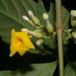 Tabernaemontana pauli Flor