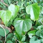 Sarcopetalum harveyanum Листок