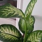 Dieffenbachia seguine Blad