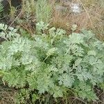 Artemisia absinthiumFeuille