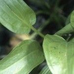 Alisma subcordatum Blad