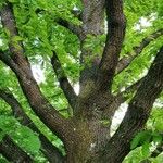 Quercus bicolor Облик