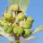 Euphorbia davidii Froito