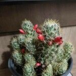 Mammillaria prolifera Листок