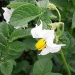 Solanum tuberosum Flower