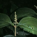 Miconia diaphanea Yaprak