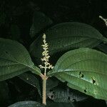 Miconia diaphanea Leaf