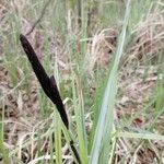 Carex acuta Blomst