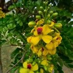 Caesalpinia echinata Kvet