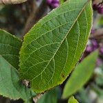 Callicarpa bodinieri Листок