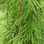 Thuja standishii Foglia