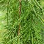 Thuja standishii Fulla