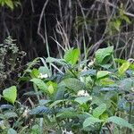 Bonafousia siphilitica Хабит