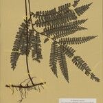 Adiantum cajennense List