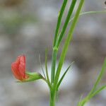 Lathyrus sphaericus Blüte