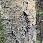 Populus tremuloides Bark