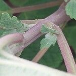 Plectranthus fruticosus Rinde