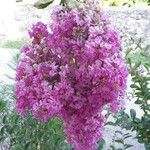 Lagerstroemia indica Flower