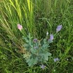 Eustoma exaltatum Blomma