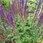 Salvia nemorosaFlor