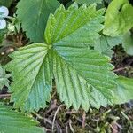 Fragaria viridis List